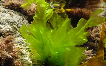 Nutritional value of Polysaccharides of sea lettuces